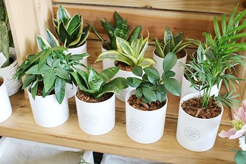 観葉植物
