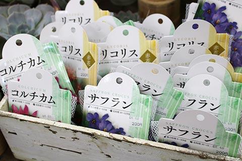 夏植え球根各種