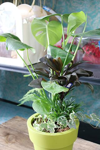 観葉植物アレンジ