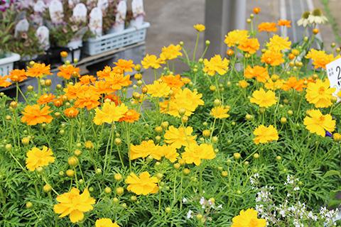黄花コスモス