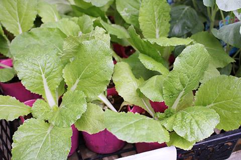 白菜・おきにいり50日型