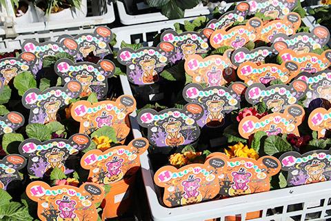 ハロウィンジュリアン