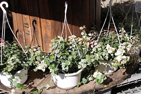 初雪カズラ吊り鉢