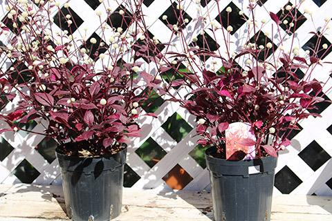 赤葉せんにちこう