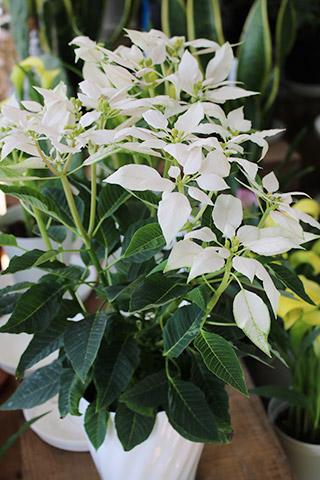 ポインセチア・ジャドール