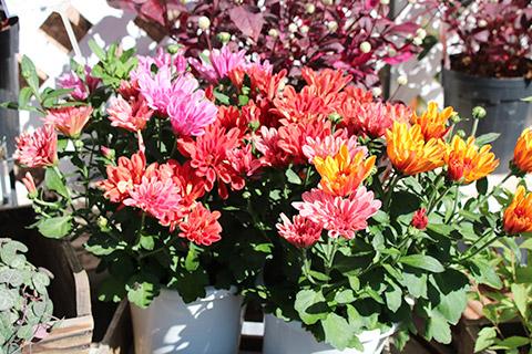 マウントオービスク