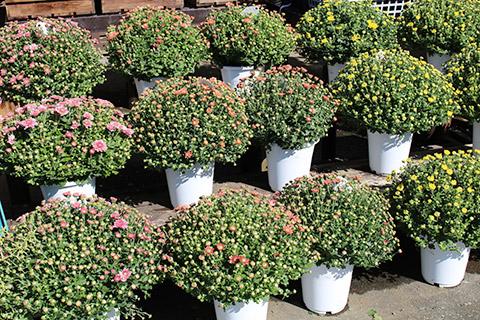 クリサンセマム・アラモード