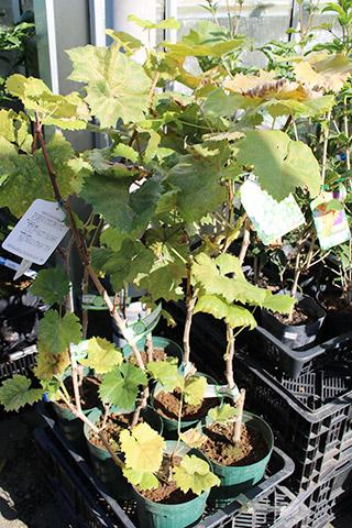 シャインマスカット