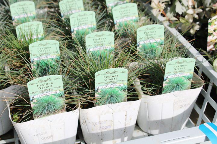 フェスツカ・グラウカ