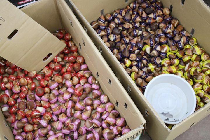 チューリップ球根