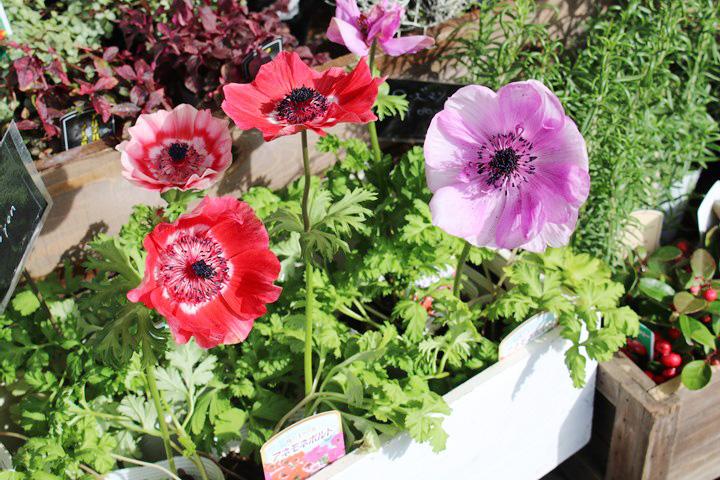 アネモネポルト