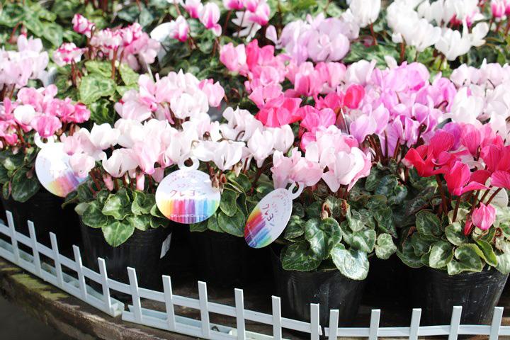 シクラメン・クレヨン