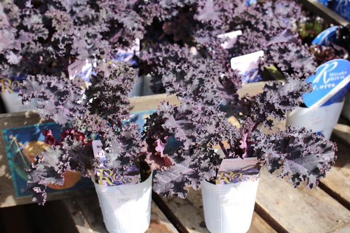 ハボタン・フリンジケールロッソ