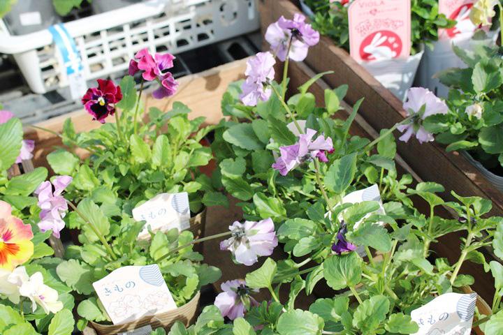 フリルパンジー・きもの