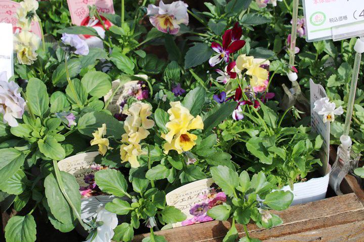 パンジー・フリンジシエルブリエ