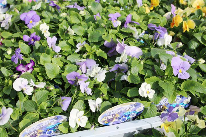 ビオラ・ひとつぶの涙