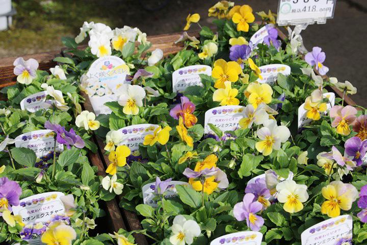 ビオラ・ネオンミクスチャー