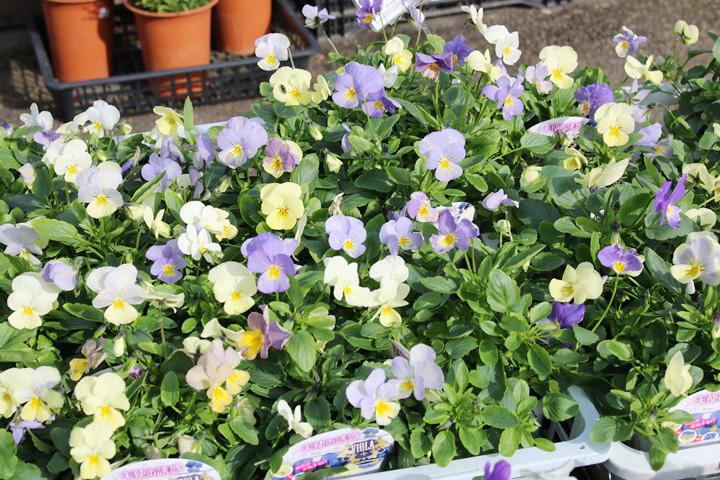 ビオラ・天使の誘惑