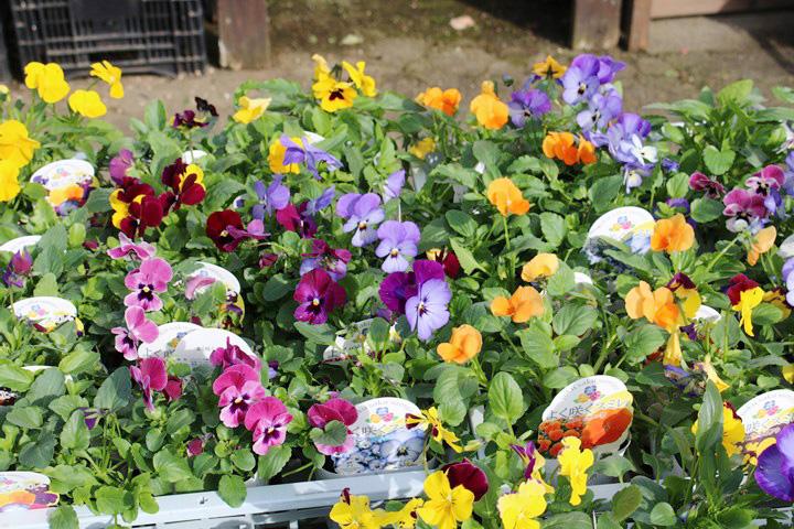 パンジー・よく咲くスミレ