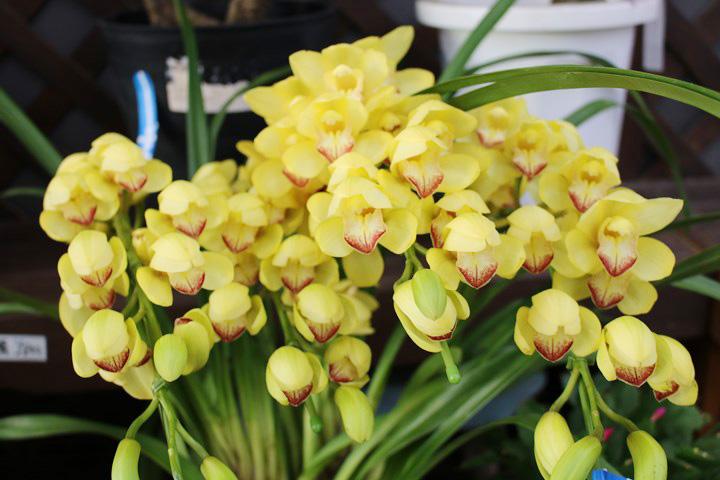 ステイゴールド