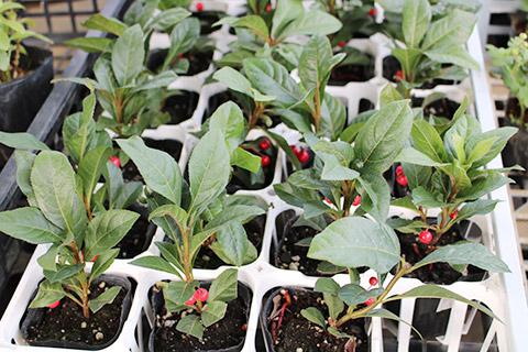 ヤブコウジ（十両）