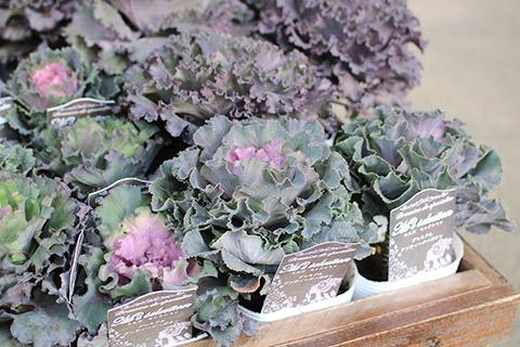 葉ボタン・プレミアムアンティークハボタン