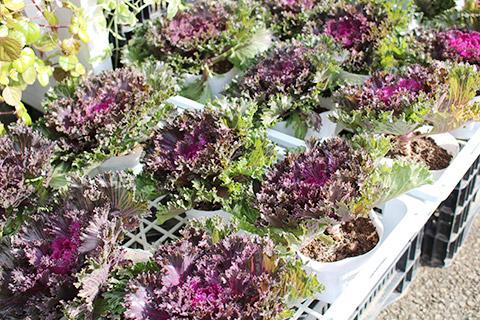 葉ボタン・グロッシーレッド