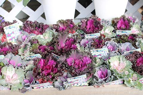 葉ボタン・セレブの集い