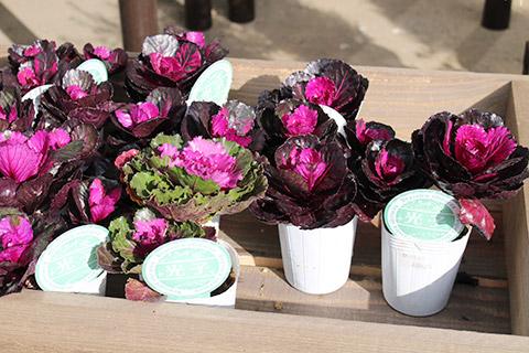 葉ボタン・光子