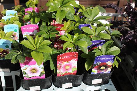クリスマスローズ