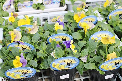 パンジー・プティシャトン