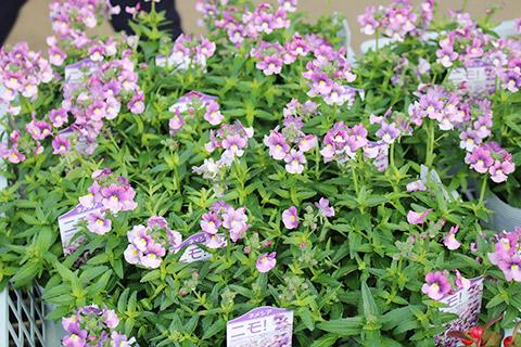 ネメシア・ニモ！