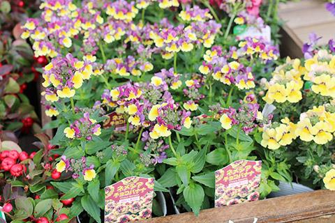 ネメシア・チョコバナナ