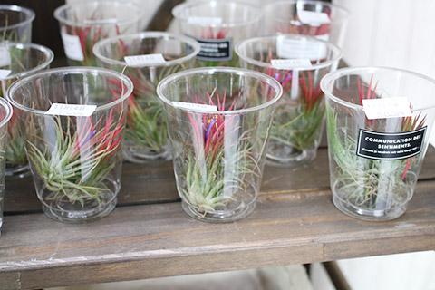 エアプランツ・カップ入り