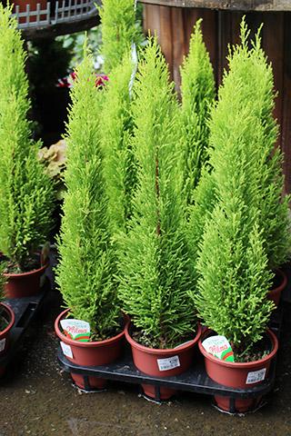 ゴールドクレスト