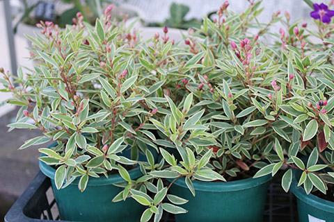 斑入りコートダジュール