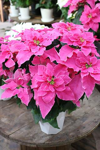 プリンセチア・ローザ