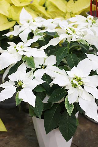 プリンセチア・ピュアホワイト