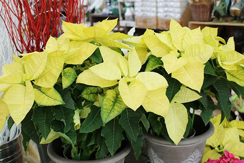 ポインセチア・イエロークリスマス