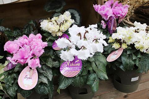 シクラメン・スワン