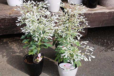 ユーフォルビア白雪姫