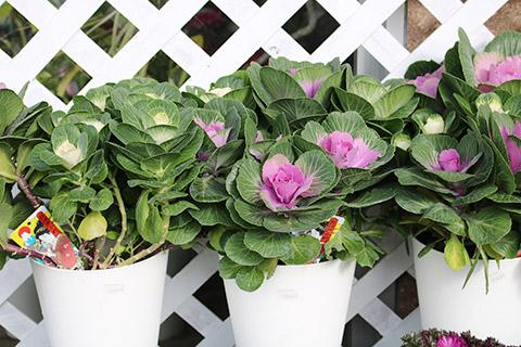 お江戸小町プラチナハボタン