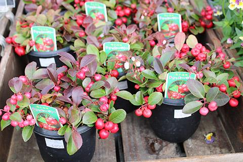 チェッカーベリー