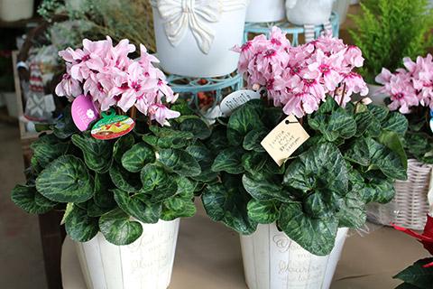 シクラメン・イリュージアピンクラテ鉢カバー付