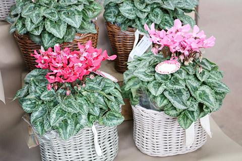 シクラメン・ジックス（バスケット別売り）