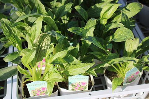 シレネ-ファイヤーフライ