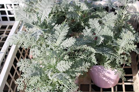 シルバーレース