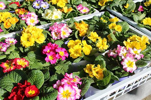 プリムラ キャンディ