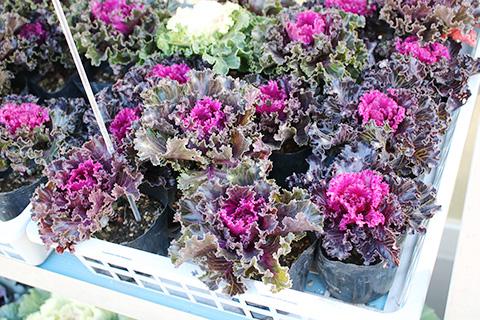 葉ボタン クリスタル