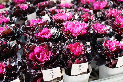 光子ロイヤル丸葉